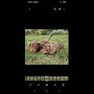 Dachshund (Smooth Haired) - Both