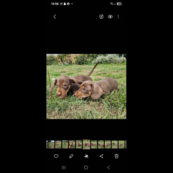 Dachshund (Smooth Haired) - Both