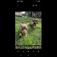 Dachshund (Smooth Haired) - Both