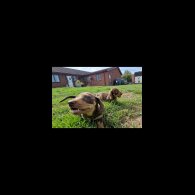 Dachshund (Smooth Haired) - Both
