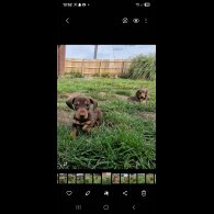 Dachshund (Smooth Haired) - Both