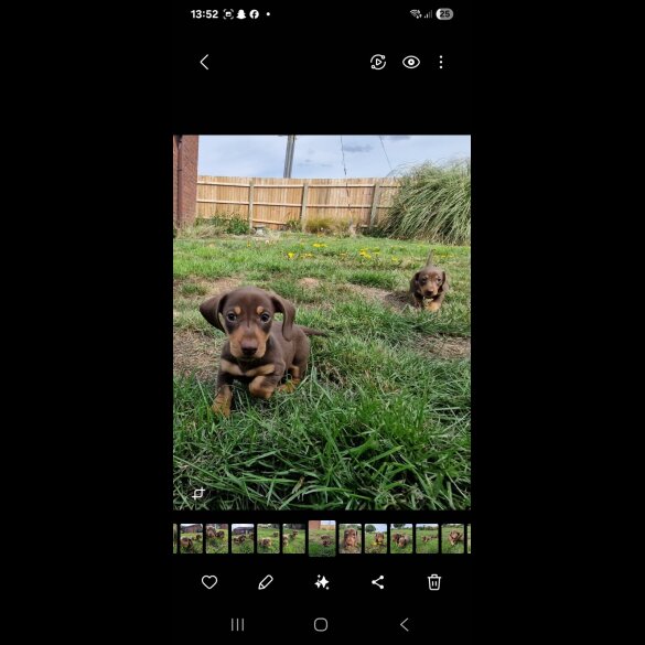 Dachshund (Smooth Haired) - Both