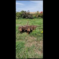 Dachshund (Smooth Haired) - Both