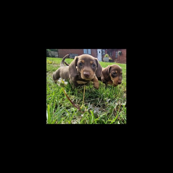 Dachshund (Smooth Haired) - Both