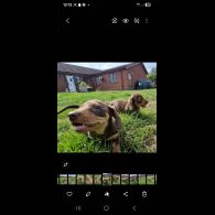 Dachshund (Smooth Haired) - Both