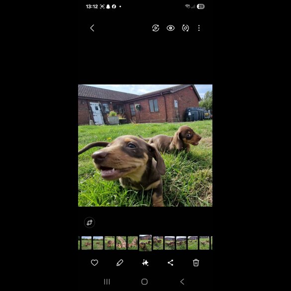 Dachshund (Smooth Haired) - Both