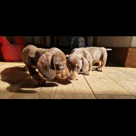 Dachshund (Smooth Haired) - Both