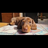 Dachshund (Smooth Haired) - Both