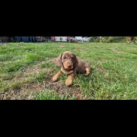 Dachshund (Smooth Haired) - Both