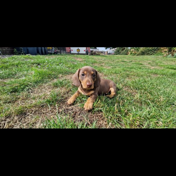 Dachshund (Smooth Haired) - Both