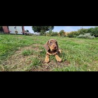 Dachshund (Smooth Haired) - Both