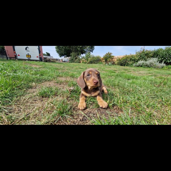 Dachshund (Smooth Haired) - Both