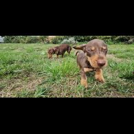 Dachshund (Smooth Haired) - Both