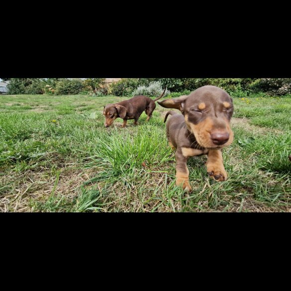 Dachshund (Smooth Haired) - Both