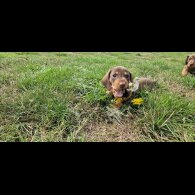 Dachshund (Smooth Haired) - Both