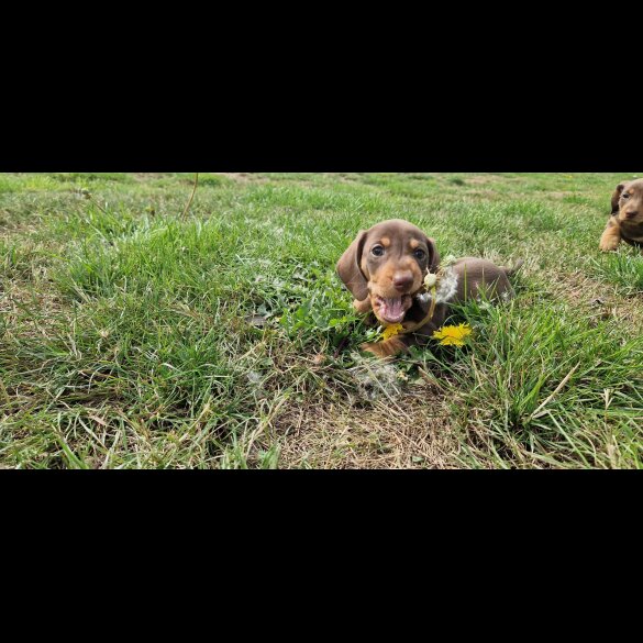 Dachshund (Smooth Haired) - Both
