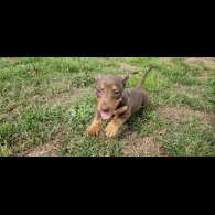 Dachshund (Smooth Haired) - Both