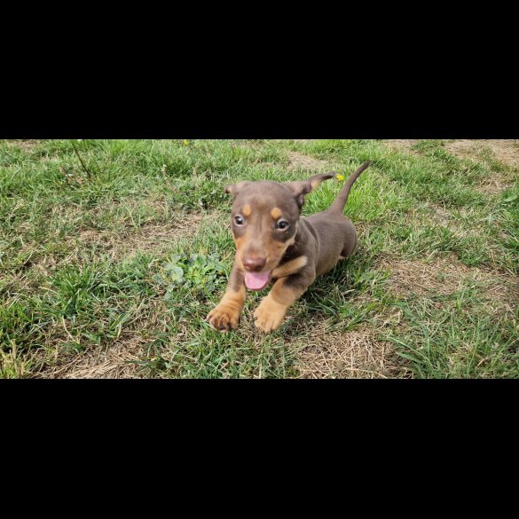 Dachshund (Smooth Haired) - Both