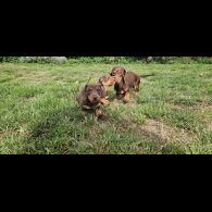 Dachshund (Smooth Haired) - Both
