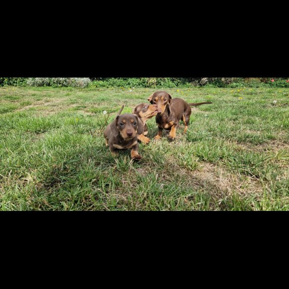 Dachshund (Smooth Haired) - Both