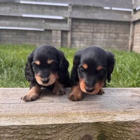Dachshund (Smooth Haired) - Both