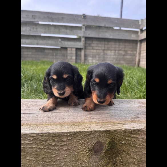 Dachshund (Smooth Haired) - Both