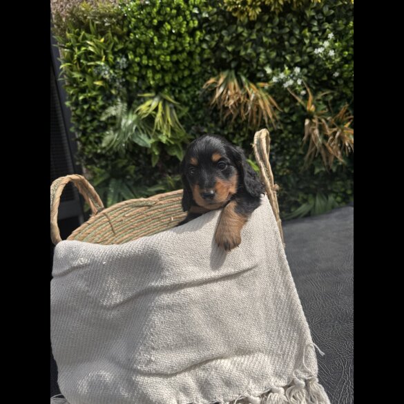 Dachshund (Smooth Haired) - Both