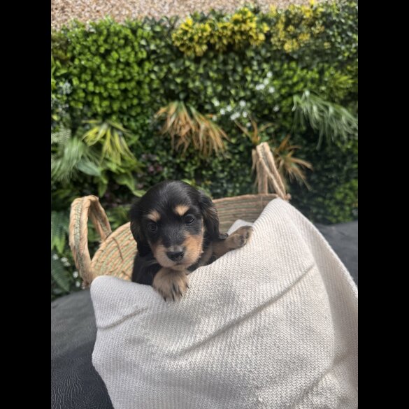 Dachshund (Smooth Haired) - Both