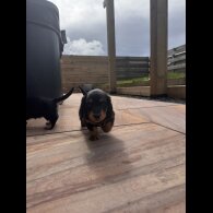 Dachshund (Smooth Haired) - Both