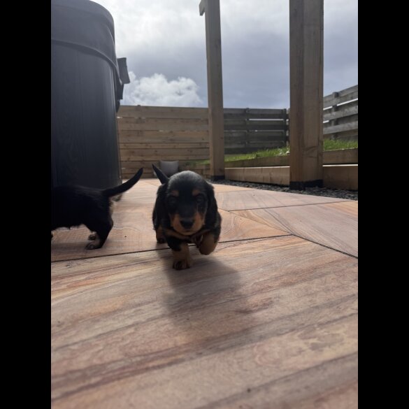Dachshund (Smooth Haired) - Both