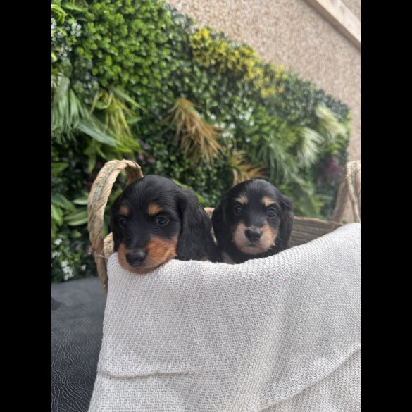 Dachshund (Smooth Haired) - Both