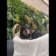 Dachshund (Smooth Haired) - Both