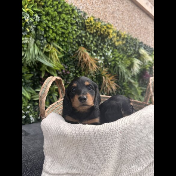 Dachshund (Smooth Haired) - Both