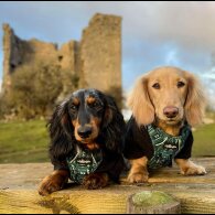 Dachshund (Smooth Haired) - Both