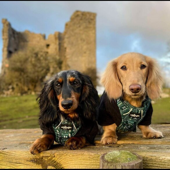 Dachshund (Smooth Haired) - Both