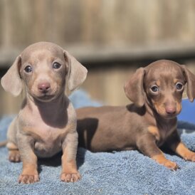 Dachshund (Smooth Haired) - Both