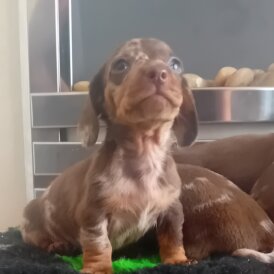 Dachshund (Smooth Haired) - Both