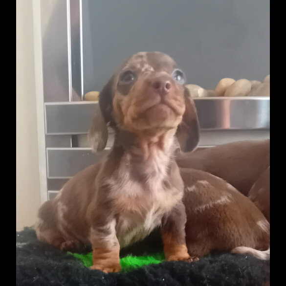 Dachshund (Smooth Haired) - Both
