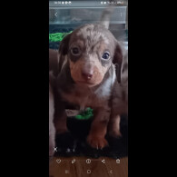 Dachshund (Smooth Haired) - Both