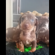 Dachshund (Smooth Haired) - Both