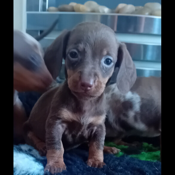 Dachshund (Smooth Haired) - Both