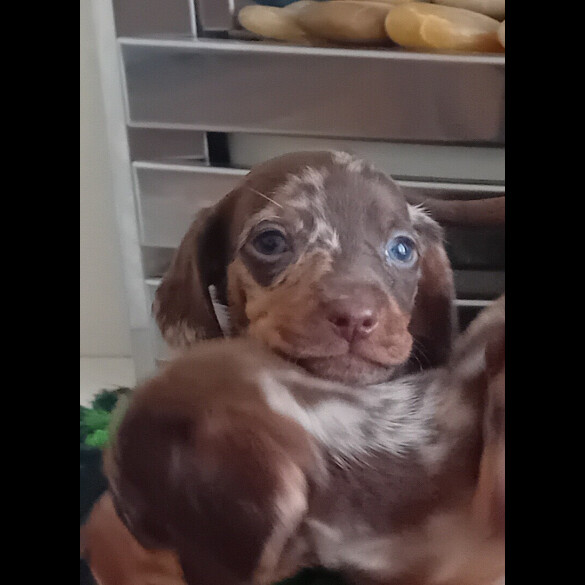 Dachshund (Smooth Haired) - Both