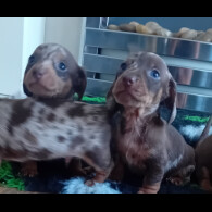 Dachshund (Smooth Haired) - Both
