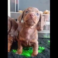 Dachshund (Smooth Haired) - Both