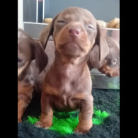 Dachshund (Smooth Haired) - Both