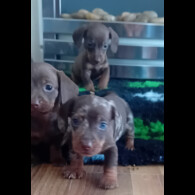 Dachshund (Smooth Haired) - Both