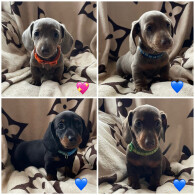 Dachshund (Smooth Haired) - Both