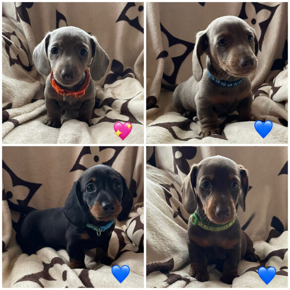 Dachshund (Smooth Haired) - Both
