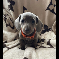 Dachshund (Smooth Haired) - Both