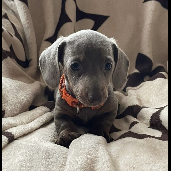 Dachshund (Smooth Haired) - Both